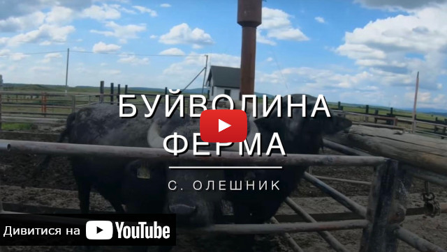 Відео про буйволину ферма в Виноградові