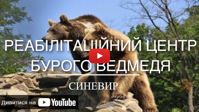 Відео про ведмедів Синевир