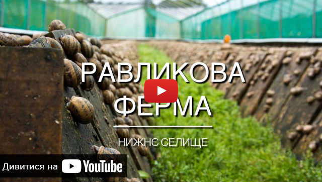 Відео про равликову ферму
