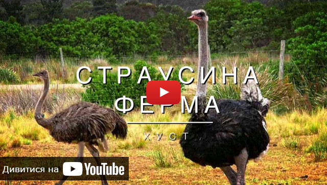 хуст страусина ферма відео